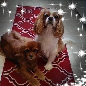 Meet your Posher, Carol